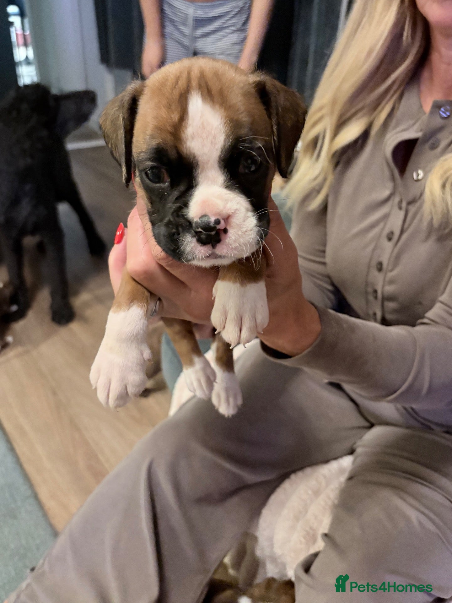 Boxer dogs KC Registered Boxer Puppies - Advert 2