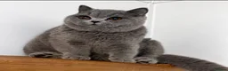 British Shorthair cats for sale: Beautiful boy  - Advert 3