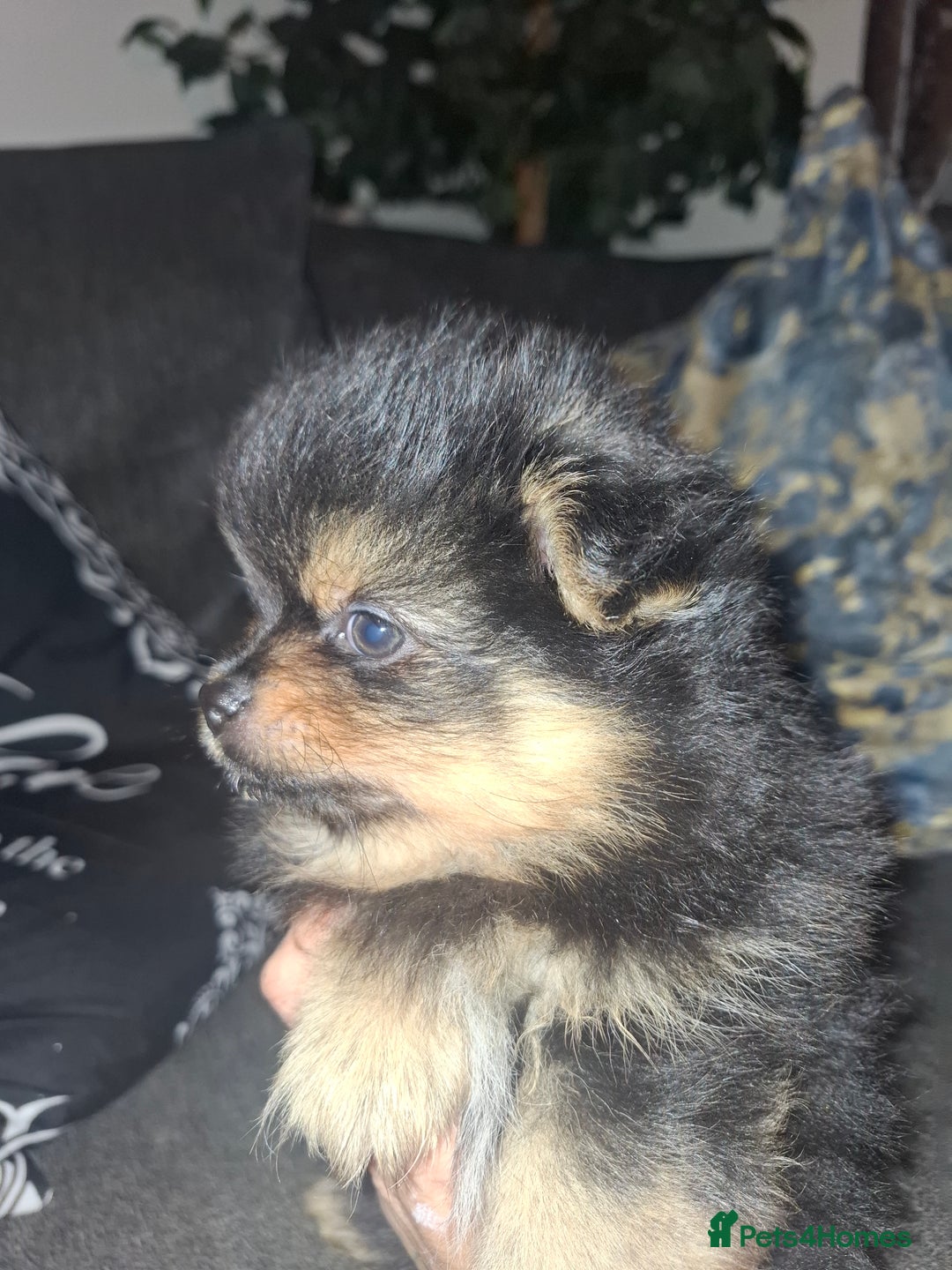 Pomeranian dogs for sale: Ready to leave last blk & tan & wlf sable boy - Advert 18