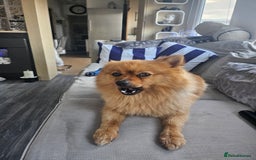 Pomeranian dogs for stud: Boysie  - Image 8
