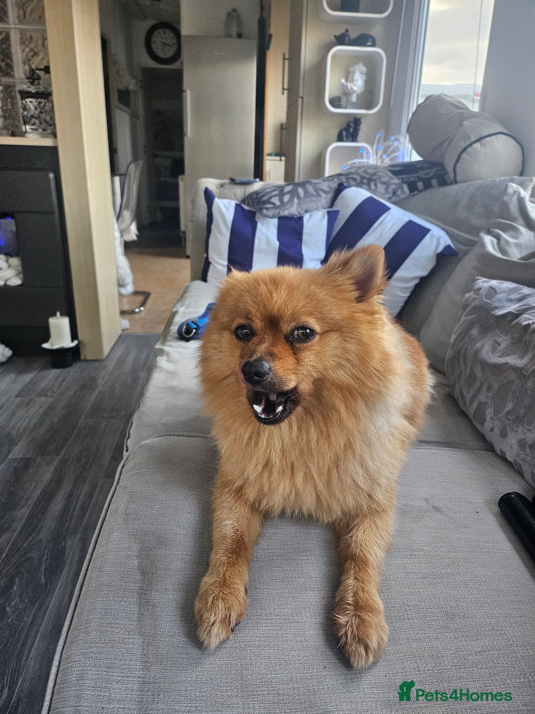 Pomeranian dogs for stud: Boysie  - Image 8