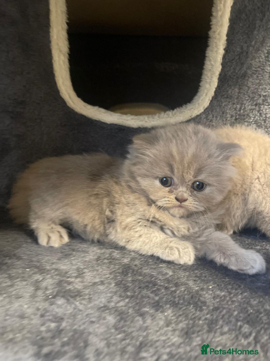 British Shorthair cats for sale: Purebred  British Shorthair Kittens - Advert 14