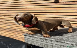 Miniature Dachshund dogs for sale: Show standard KC registered miniature dachshunds  - Image 9