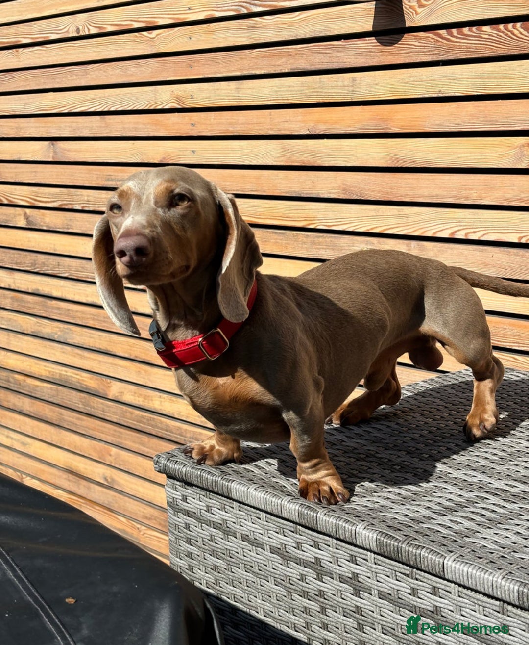 Miniature Dachshund dogs for sale: Show standard KC registered miniature dachshunds  - Image 9