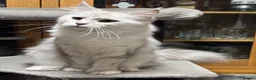 Maine Coon cats for sale: Stunning tica registered Maine coon kittens  - Advert 8