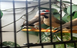 Finches birds for sale: Exhibition Zebs / Heck’s / stars and more - Image 1