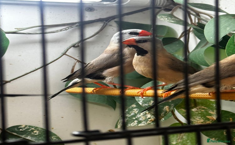 Finches birds - Advert 6