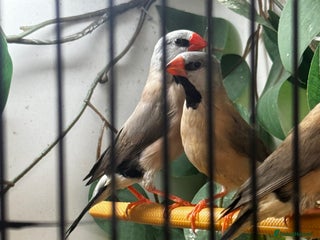 Finches birds - Advert 8