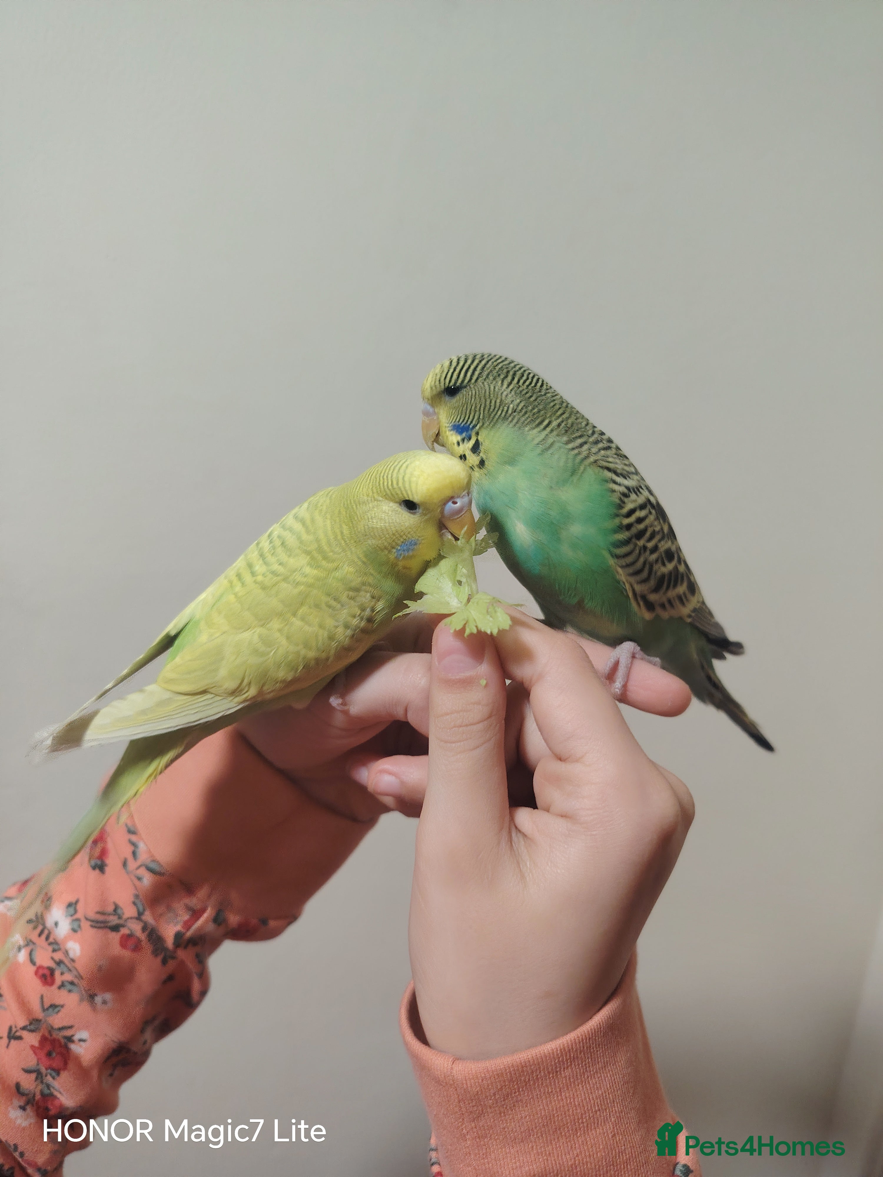 Budgerigars birds Beautiful Baby Budgies for sale  - Advert 3