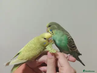 Budgerigars birds Beautiful Baby Budgies for sale - Advert 3