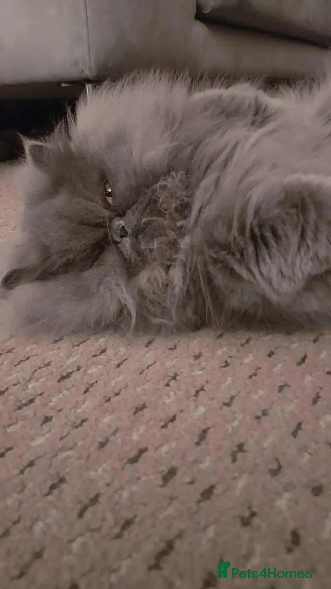Mixed Breed cats for sale: Persian/chinchilla  - Advert 2