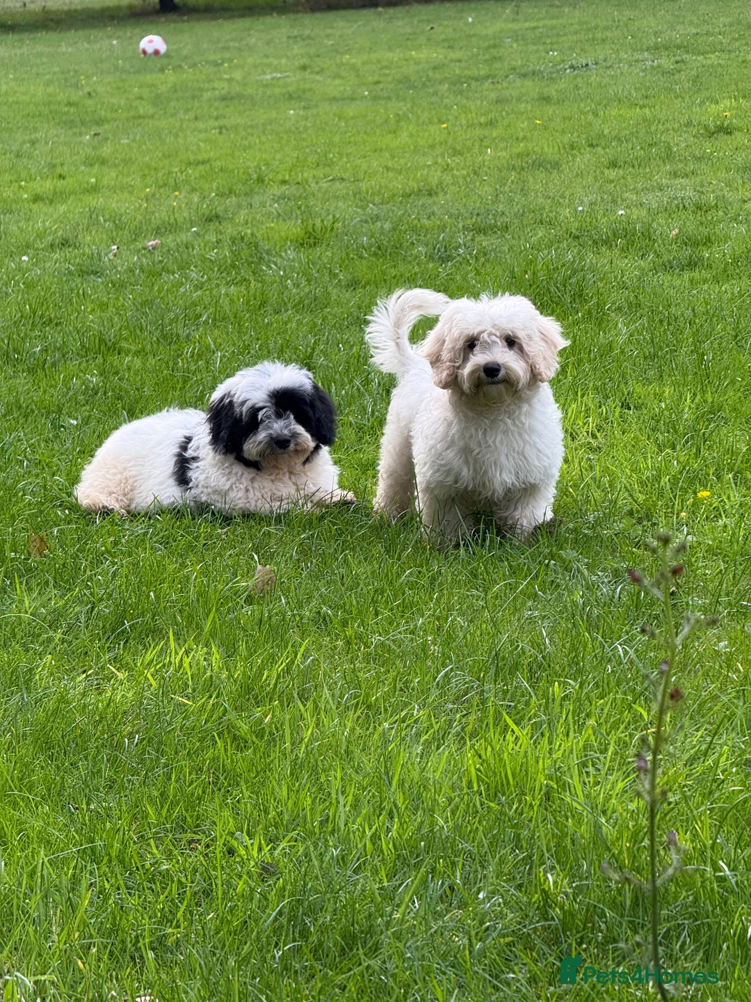 Maltipoo dogs for sale: 🌟LAST 2🌟 Black+White Boy 🐼 Biscuit+White Girl🍪 - Image 1