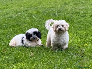 Maltipoo dogs - Advert 6