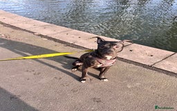Mixed Breed dogs for sale: Staffy mix brindle male - Image 5