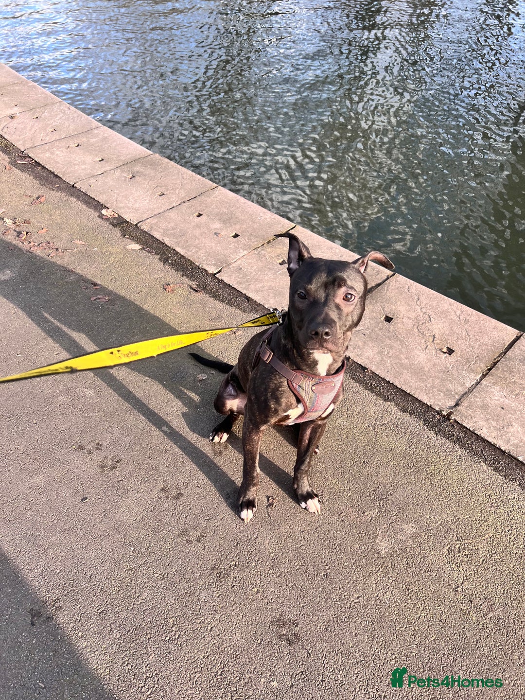 Mixed Breed dogs for sale: Staffy mix brindle male - Image 5