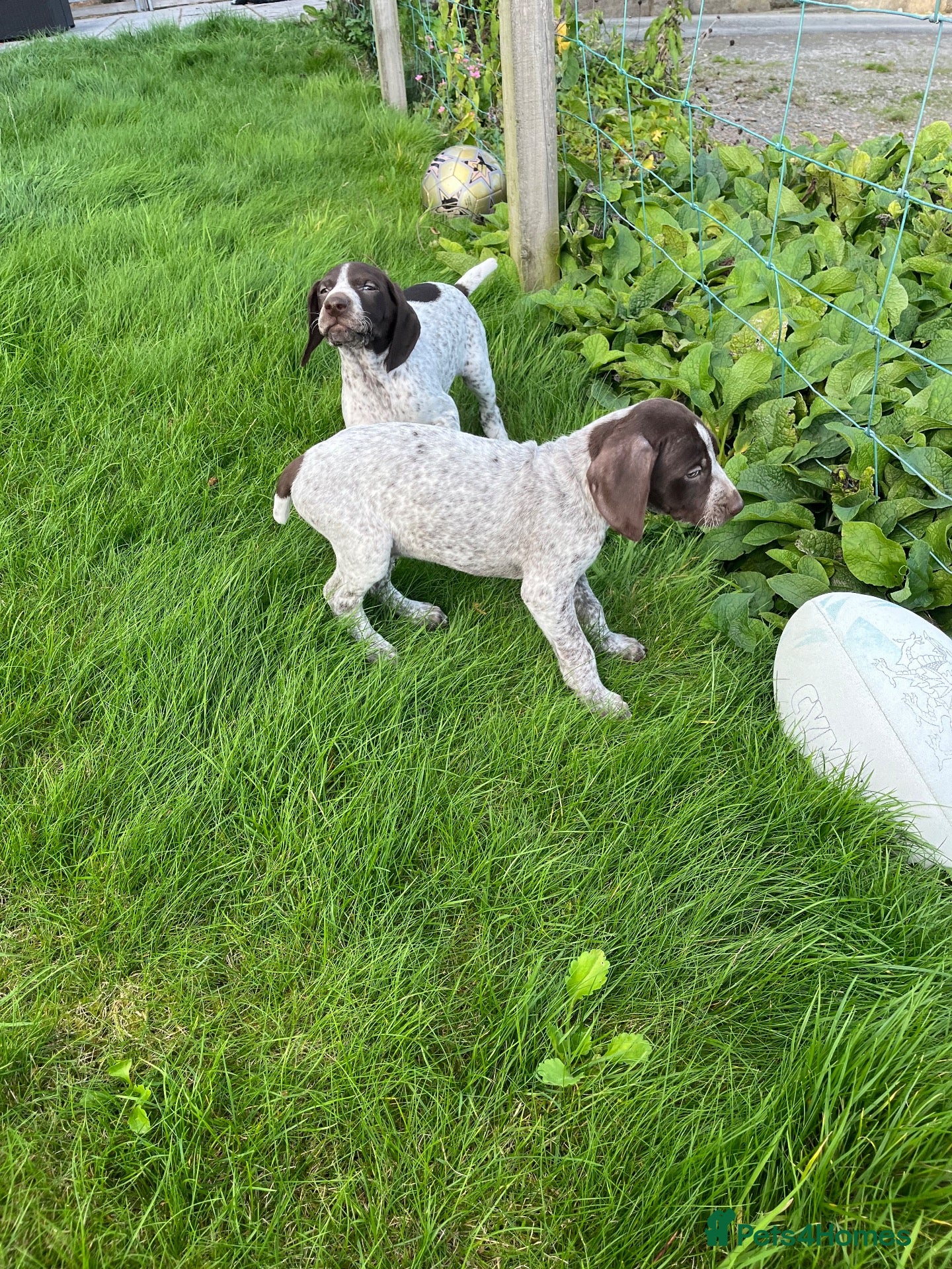 German Shorthaired Pointer dogs ! Ready now !  - Advert 3