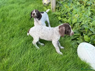 German Shorthaired Pointer dogs ! Ready now ! - Advert 3