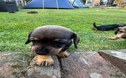 Dachshund dogs for sale: 🐾 Beautiful wired haired Dachshund Puppies - Image 22