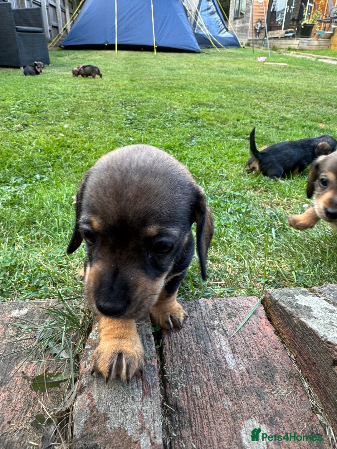 Dachshund dogs for sale: 🐾 Beautiful wired haired Dachshund Puppies - Image 22