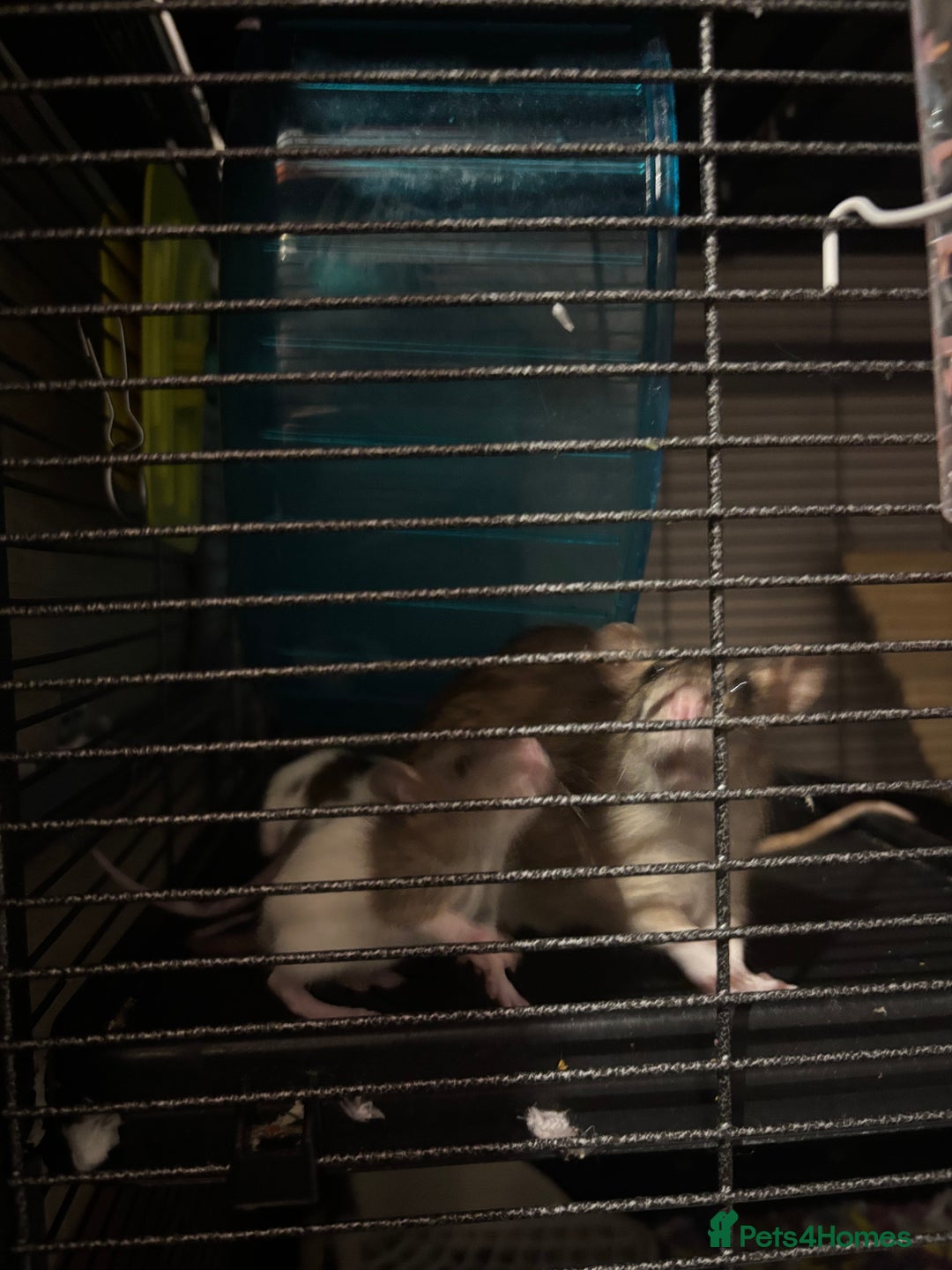 Rat rodents for sale: baby rats for sale GOING FAST.  - Advert 8