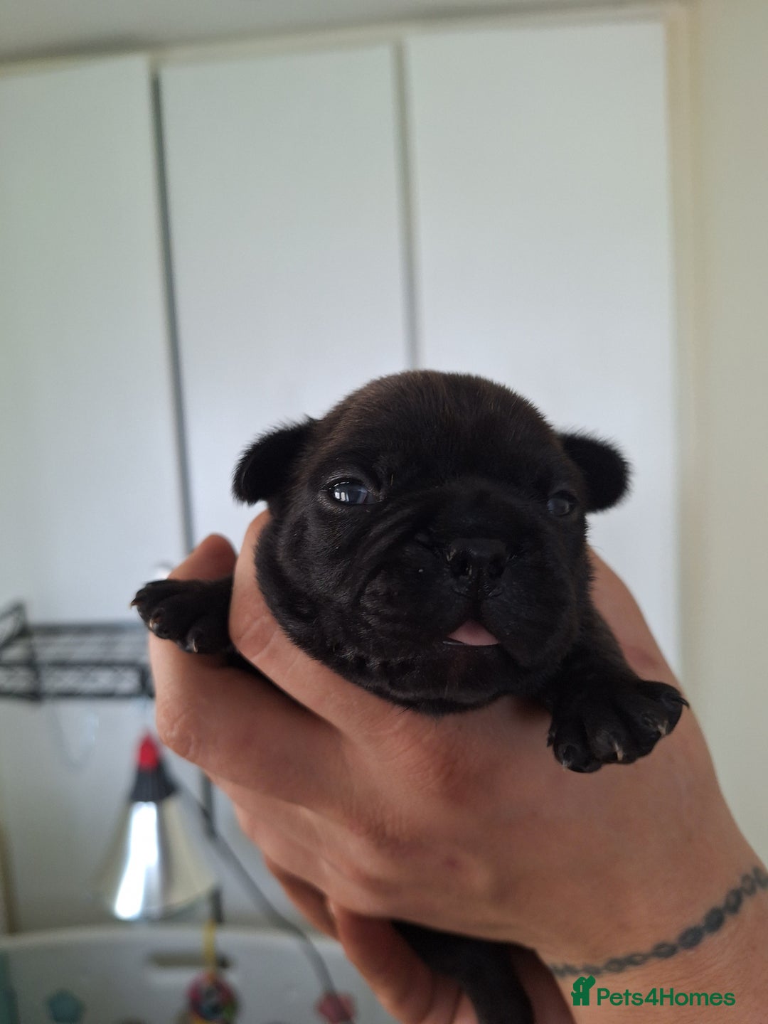 French Bulldog dogs for sale: 5 Beautiful French bulldogs - Image 30