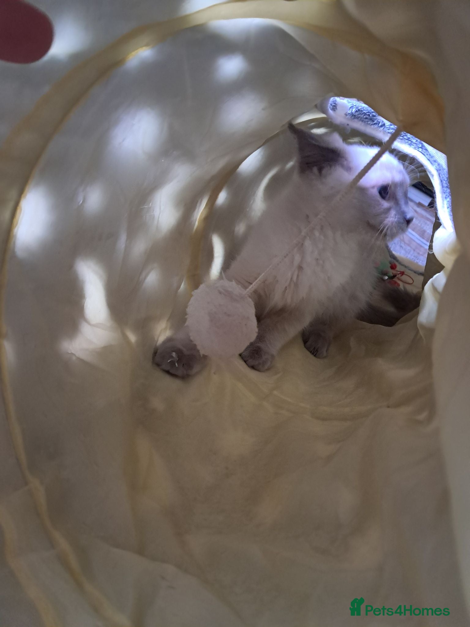 Ragdoll cats Pure breed beautiful Ragdoll kittens - Advert 2