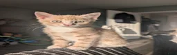 Domestic Shorthair cats for sale: 8 week old kittens - Advert 6