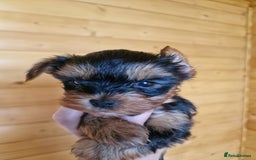 Yorkshire Terrier dogs for sale: Miss Bella and adorable boys - Image 6