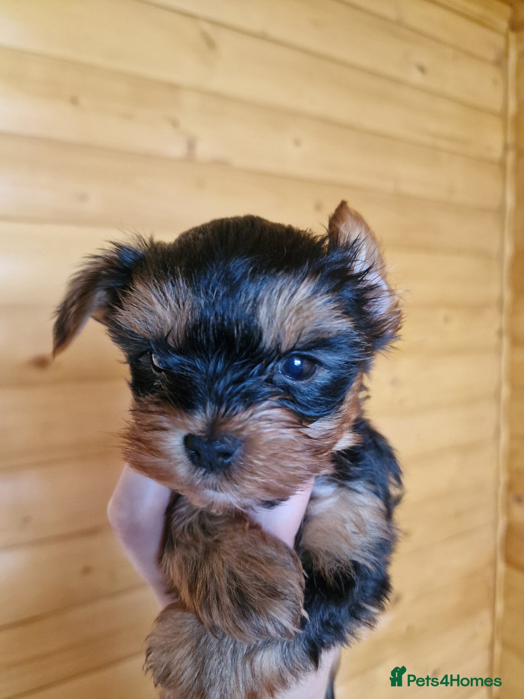Yorkshire Terrier dogs for sale: Miss Bella and adorable boys - Image 6