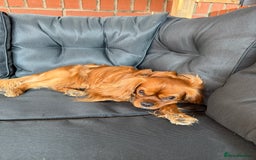 Cavalier King Charles Spaniel dogs for stud: Ruby Cavalier King Charles Spaniel for Stud - Image 4