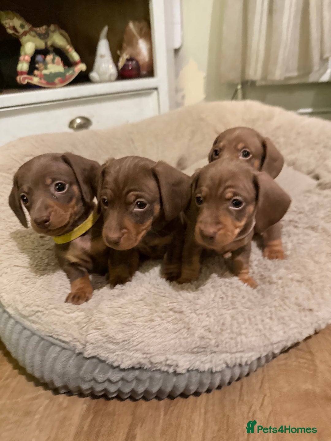 Miniature Dachshund dogs for sale: Gorgeous Chocolate & tan Miniature Dachshunds - Advert 20