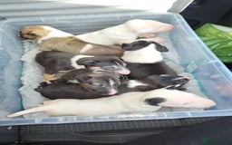 English Bull Terrier dogs for stud: Bull terrier proven stud dog  in Sheffield - Image 12