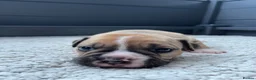 Olde English Bulldogge dogs for sale: Champion, Health Tested Parents, OEB puppies in Normanton - Advert 25