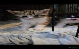 Mixed Breed cats for sale: Two girls left  - Image 4