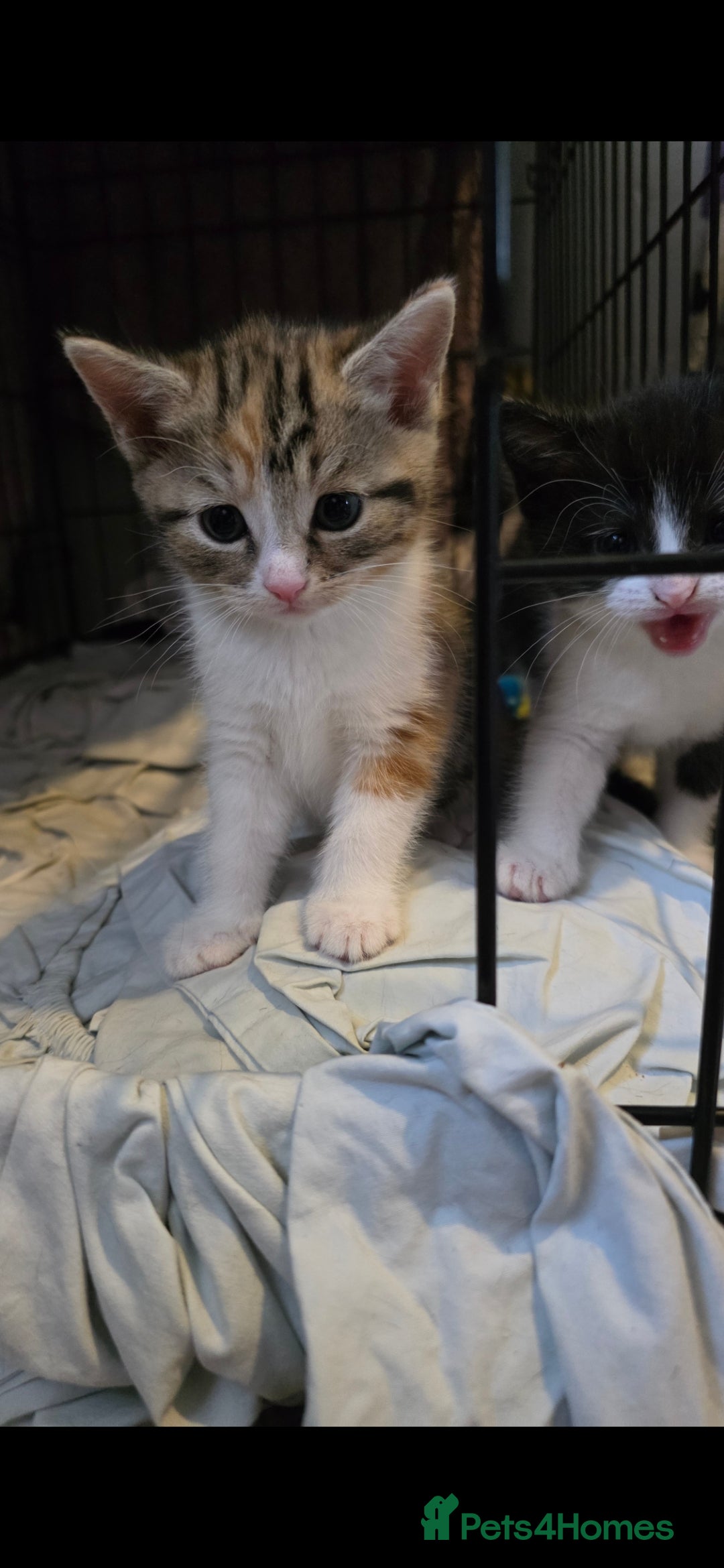 Mixed Breed cats for sale: Two girls left  - Image 4