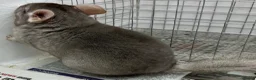 Chinchilla rodents for sale: Bertie, beautiful Beige boy - Advert 10