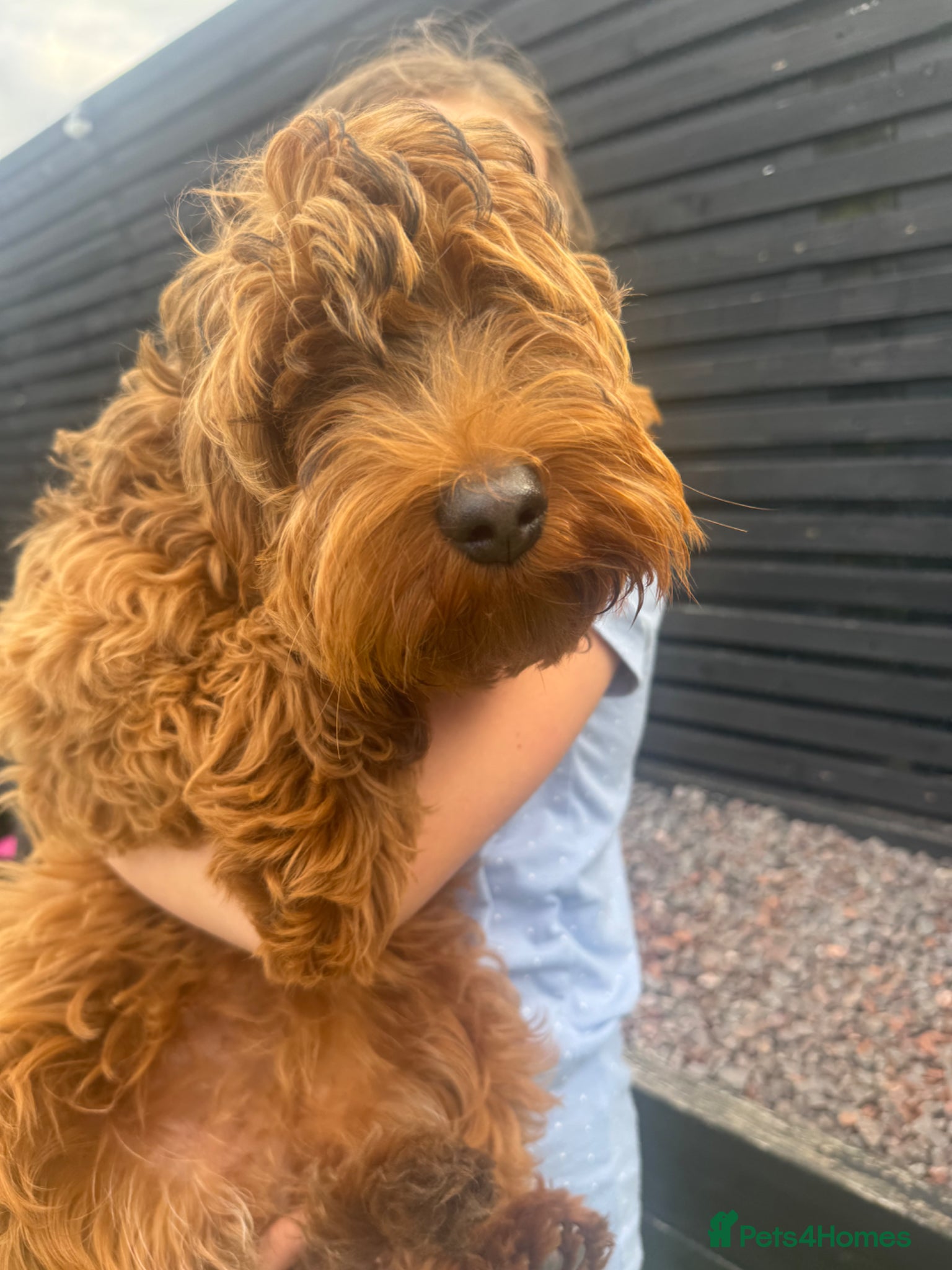 Cockapoo dogs extremely sad sale of beautiful fox red cockapoos - Advert 4
