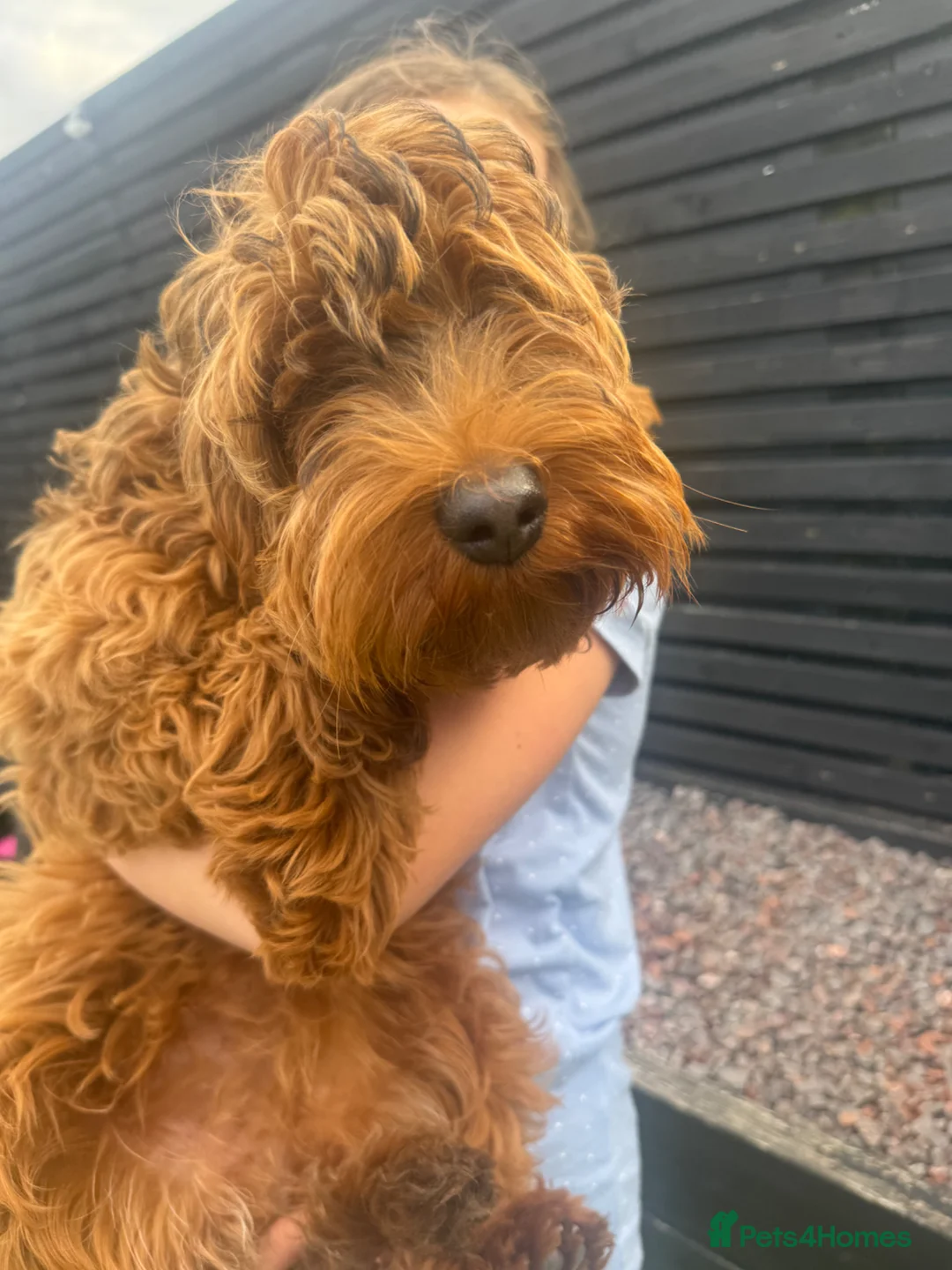 Cockapoo dogs for sale: extremely sad sale of beautiful fox red cockapoos - Advert 1