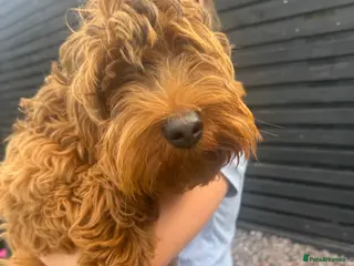 Cockapoo dogs just our beautiful boy left our lovely girl sold - Advert 1