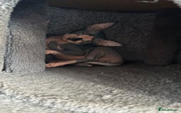 Sphynx cats for sale: Adorable Canadian sphinx - Image 10