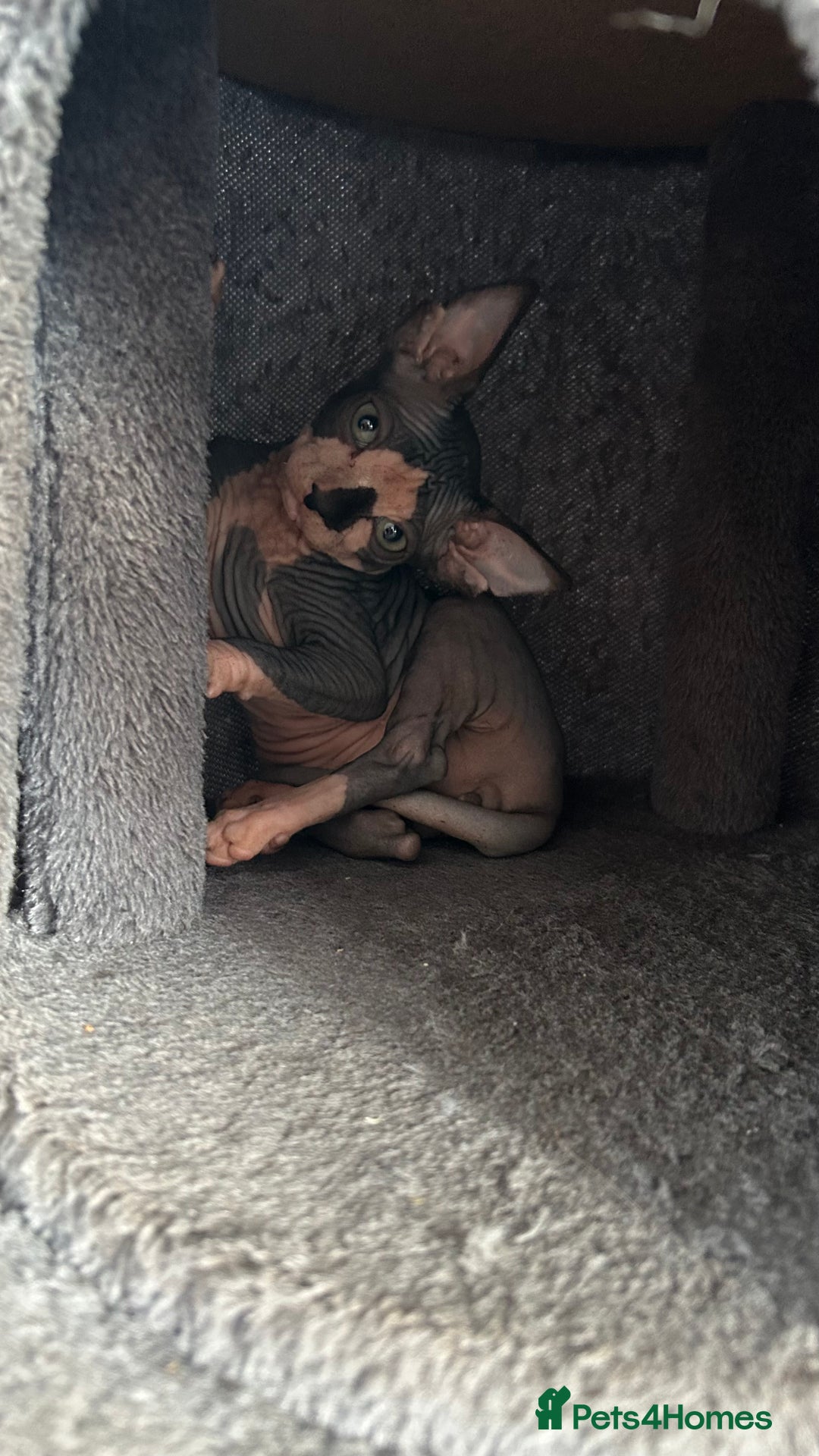 Sphynx cats for sale: Adorable Canadian sphinx - Image 10