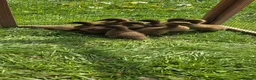 Ducks poultry for sale: Khaki Campbell Ducklings – Quality Bloodlines!  - Advert 4