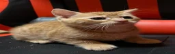 Mixed Breed cats for sale: Beautiful kittens - Advert 11