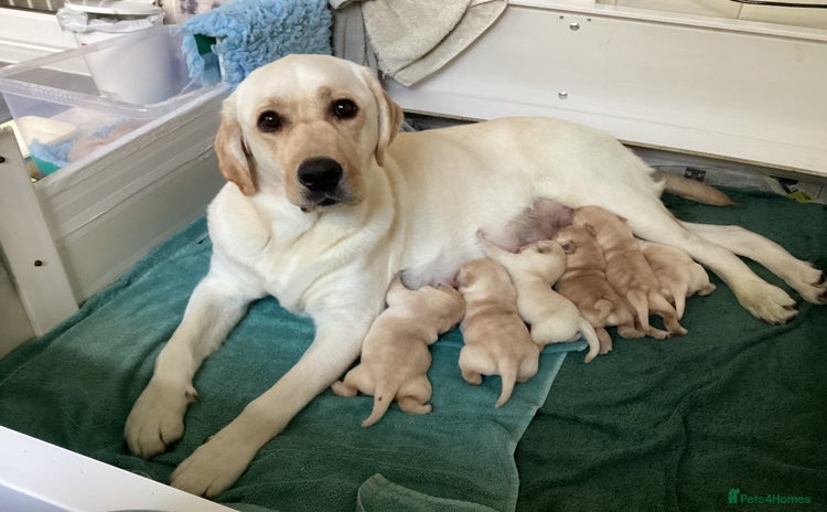 Labrador Retriever dogs - Advert 6