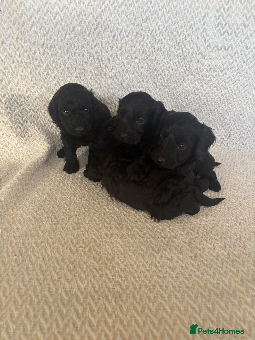 Cockapoo dogs for sale: Cockapoo puppies - Advert 11