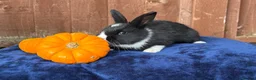 French Lop rabbits for sale: 5 Beautiful French lops  - Advert 8