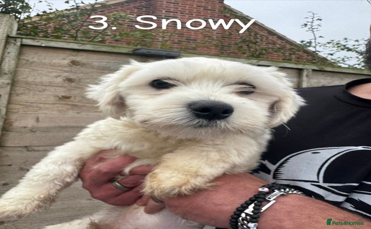 Maltese dogs - Advert 2