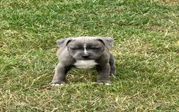 Staffordshire Bull Terrier dogs for sale: Adorable KC Reg/Health Tested SBT Puppies - Image 2
