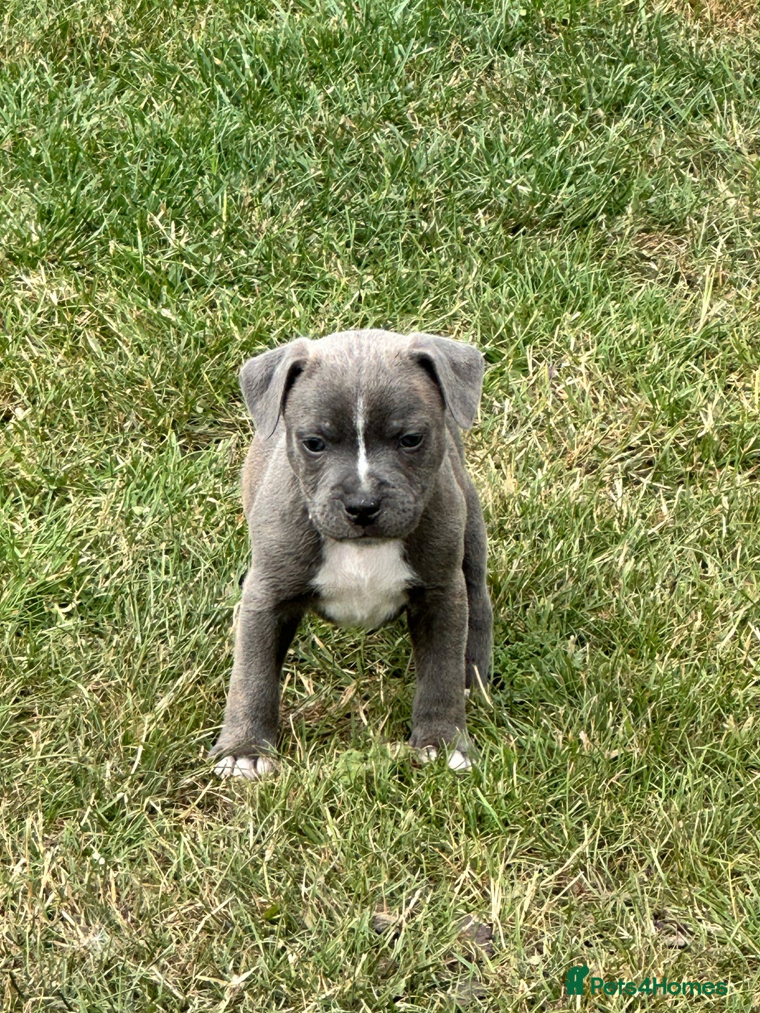 Staffordshire Bull Terrier dogs for sale: Adorable KC Reg/Health Tested SBT Puppies - Image 2