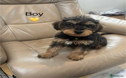 Mixed Breed dogs for sale: F1 MINI SCHNOODLE PUPPIES READY NOW - Image 14